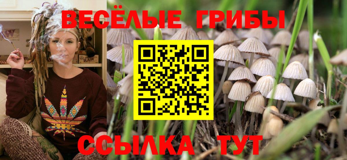 Галлюциногенные грибы Psilocybe Новодвинск